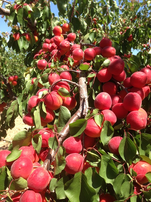 درخت زردآلو خوشه ای قرمز بهشتی