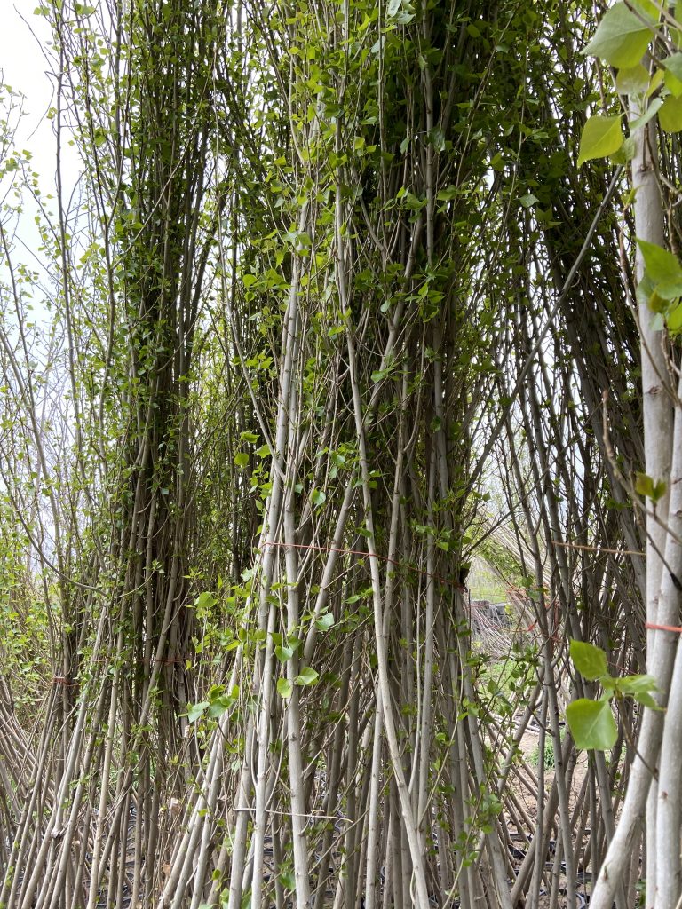 نهالهای صنوبرتبریزی