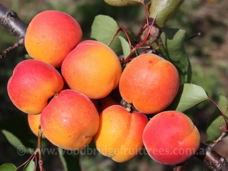 میوه زردآلو عسگرآبادی خوشه ای