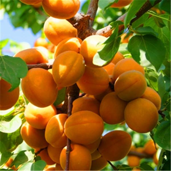 زرداآلو خوشه ای عسگرآبادی
