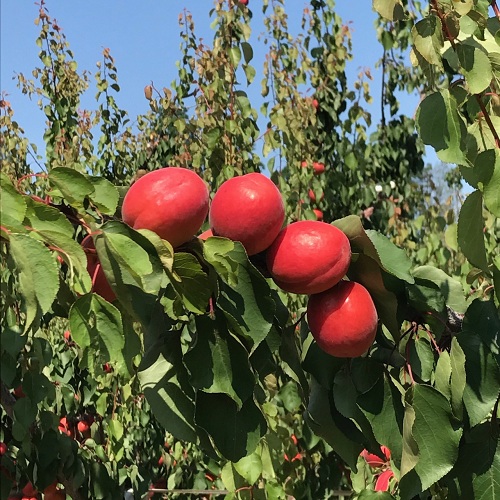 زرد آلو قرمز خوشه ای ترکیه ای