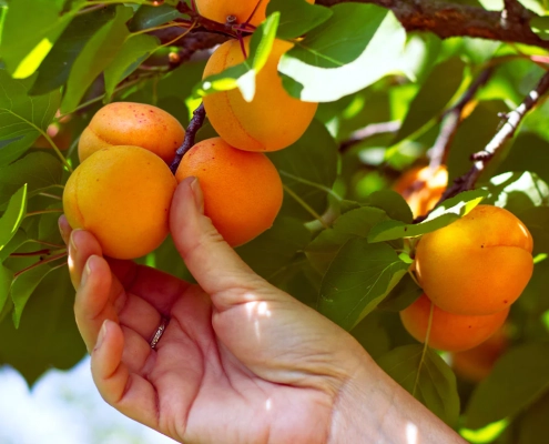زردآلو پیش رس