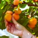 زردآلو پیش رس