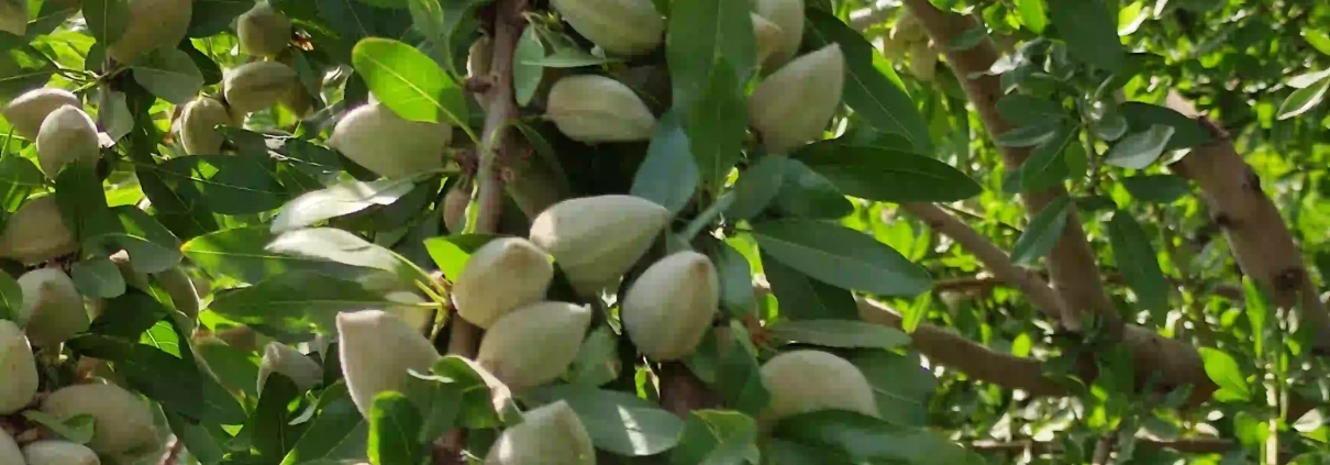 نهال بادام تونو
