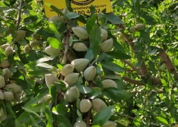 نهال بادام تونو