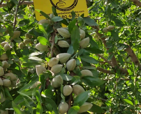 نهال بادام تونو